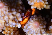 Cymo barunae-Acropora gemmifera scle Bangka Sahaung 2-6m-20241002-da-DSC_2279_tn